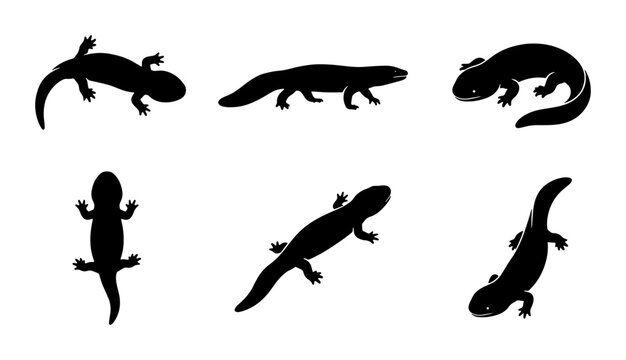 Salamander Silhouettes Collection, Amphibian Vector Icons, Reptile Animal Graphics, Wildlife Illustration Set