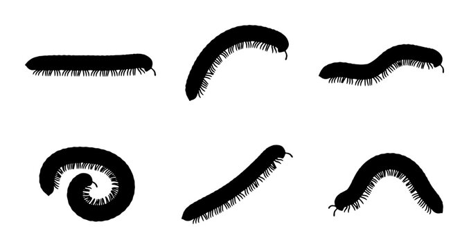 Millipede Silhouettes, Arthropod Vector Icons, Crawling Insect Shapes, Black and White Wildlife