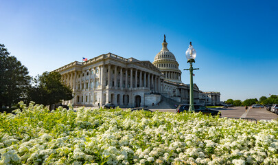 Fototapeta premium Federal Capitol building in Washington DC spring. Federal Senate near cherry blossom. Federal Congress shows spring season. Federal Washington DC spring landmark.