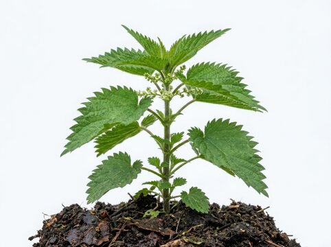Small green stinging nettle plant growing in dark soil