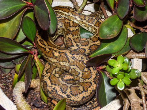 Carpet Python (Morelia spilota) in Australia