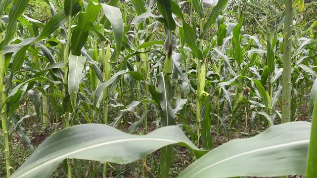 Green corn stalks swaying gently in the summer breeze during the day capture organic farming footage showcasing mature crops ready for seasonal harvest in a lush rural agricultural field landscape mot
