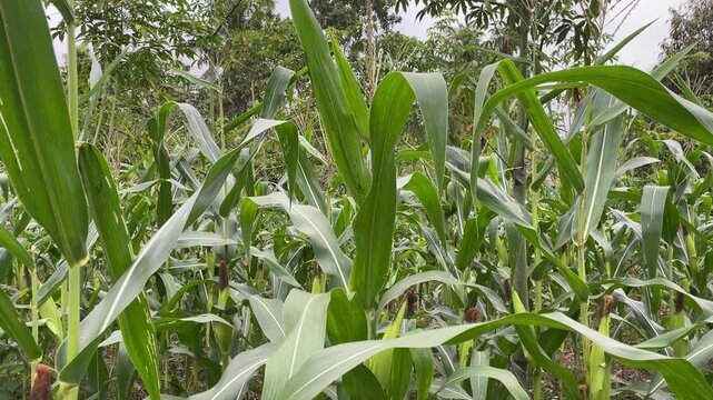 Vibrant corn stalks swaying in the gentle breeze creating fluid motion footage of an organic agricultural farm field with bright green leaves and tassels under natural daylight in late summer