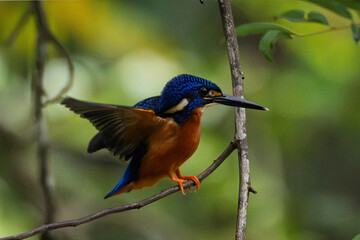 Fototapeta premium a beautiful Blue-eared Kingfisher (Alcedo meninting) perched on a tree branch in its natural habitat.