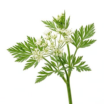 Fresh blooming anise plant with white flowers isolated on white