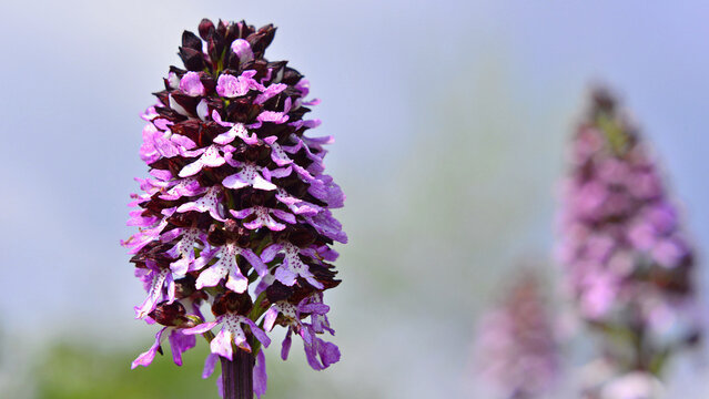 A flower of Orchis purpurea in the hills of Ceptura in Muntenia, part of the historic region of Wallachia.