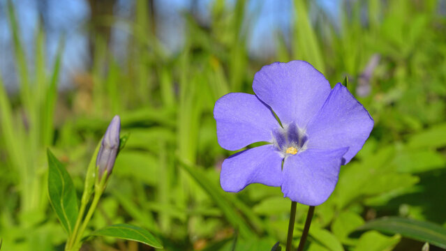 A Vinca minor flower in the Transylvanian undergrowth in early spring. A plant with valuable medicinal properties.