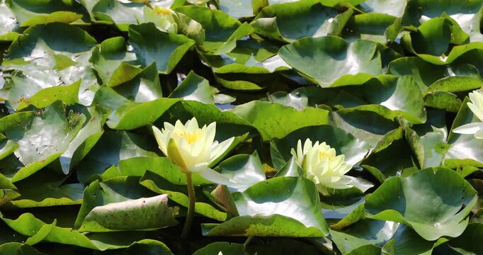 Close-up of Softly yellow water lilies Nymphaeа on a hot day in the lake.