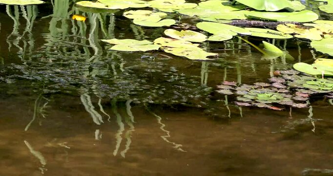 Water lily leaves with yellow water lilies and reeds. Environmental protection. Earth Day