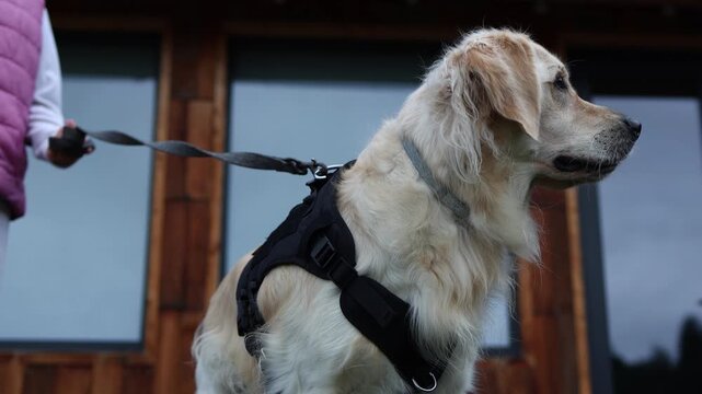Dog walks on a leash outside a wooden house during the day in a quiet neighborhood