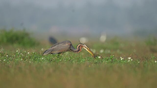 Great blue heron/Purple Heron killing a fish.4k. 50 fps.