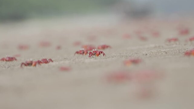 Thousands of red crabs on the beach wide shot. 4k. 50 fps