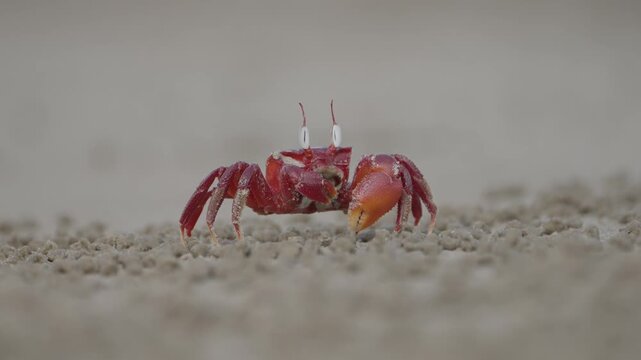 Red crab on the beach.close up. 4k. 50 fps