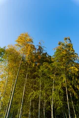 Fototapete Badezimmer Towering bamboo forest reaching into a clear blue sky with golden green foliage creating a peaceful natural landscape and tranquil outdoor atmosphere  © gyana08