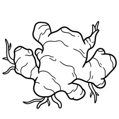Fototapeta premium aromatic ginger kencur root line art vector illustration