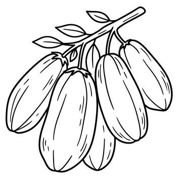 fresh bilimbi fruits averrhoa line art vector illustration
