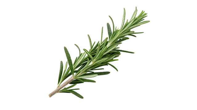 Fresh organic green rosemary herb sprig isolated on transparent background cut out