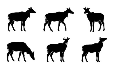 Fototapeta premium Nilgai Antelope Silhouettes, Wildlife Animal Poses, Vector Graphic Collection