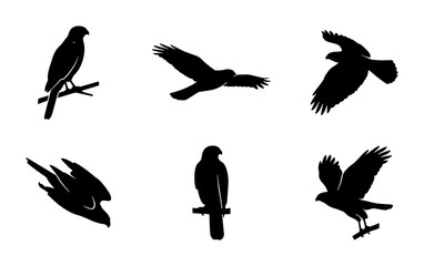 Naklejka premium Bird Silhouettes Vector Set: Majestic Hawks in Flight and Perched, Graphic Elements