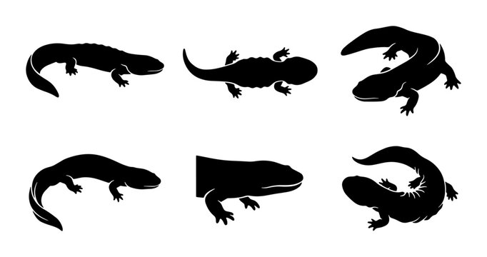 Salamander Silhouettes, Amphibian Vector Icons, Aquatic Creature Graphics, Wildlife Illustrations
