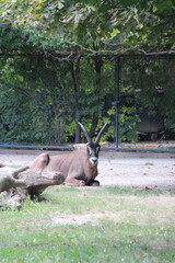 roan antelope in a zoo in vienna in austria  © frdric