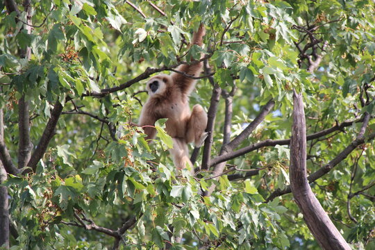 gibbon in a zoo in vienna in austria 