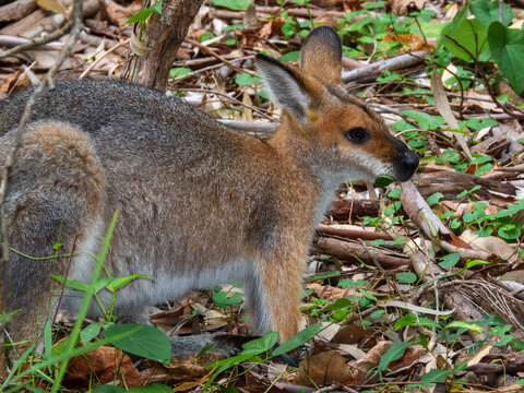 Red-necked Wallaby (Notamacropus rufogriseus) in Australia