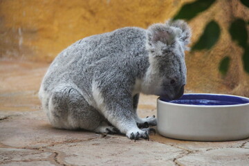koala in a zoo in vienna in austria  © frdric