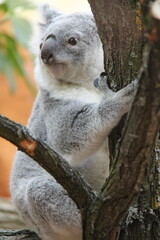 koala in a zoo in vienna in austria  © frdric