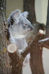 koala in a zoo in vienna in austria  © frdric