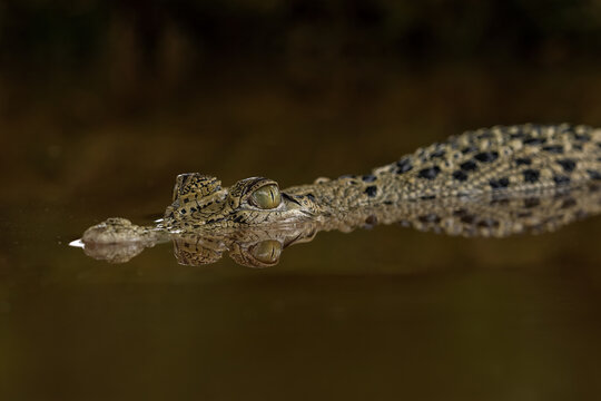 The saltwater crocodile (Crocodylus porosus), often called the "saltie," is the largest living reptile on Earth.