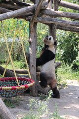 giant panda in a zoo in vienna in austria  © frdric