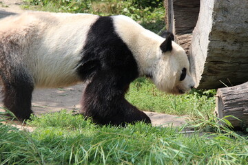giant panda in a zoo in vienna in austria  © frdric