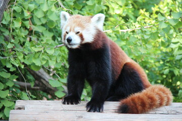 Fototapeta premium red panda in a zoo in vienna in austria 