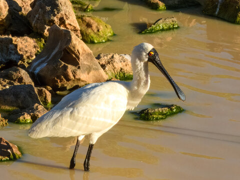 Royal Spoonbill (Platalea regia) in Australia