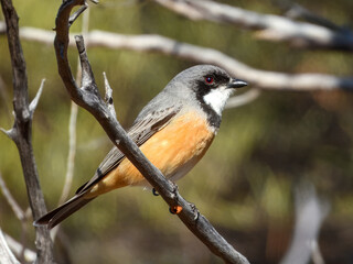 Obraz premium Rufous Whistler (Pachycephala rufiventris) in Australia