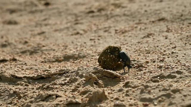 Close-up of dung beetle rolling ball of dung across sandy terrain