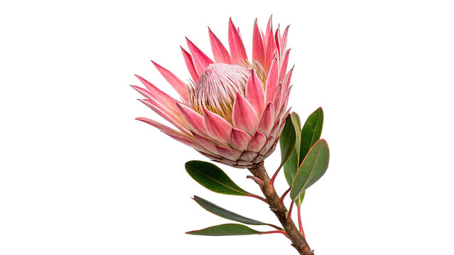 Beautiful exotic pink king protea flower blooming bud isolated on transparent background