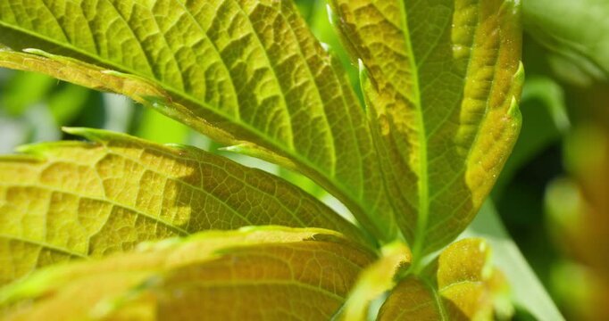 Slow motion close up of young green leaves swaying and unfolding in garden under sunlight, ultra macro probe lens.