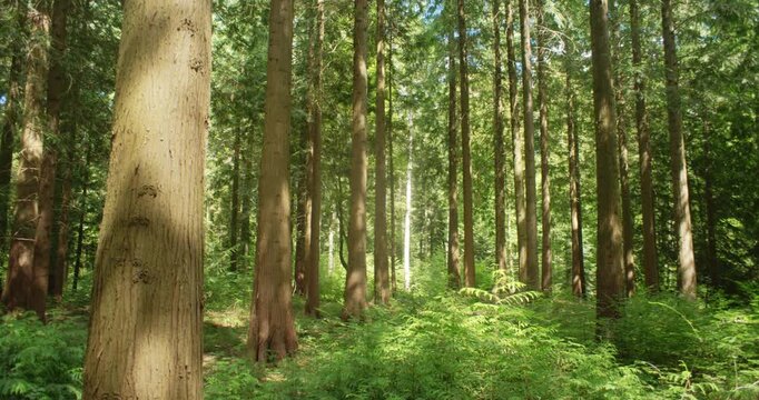 Sunlit pine forest with tall cedar trees and lush green ferns on a clear summer day in camera pan movement