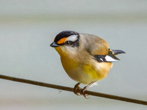 Striated Pardalote (Pardalotus striatus) in Australia
