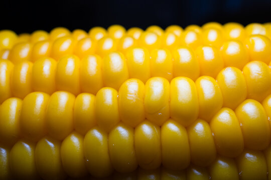 Macro close-up of hot boiled sweet corn on the cob sprinkled with white sea salt crystals. High qulaity