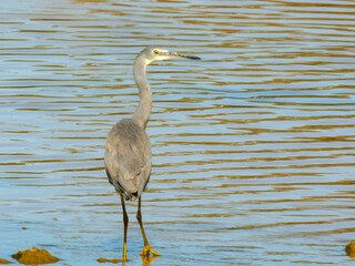 Obraz premium White-faced Heron (Egretta novaehollandiae) in Australia