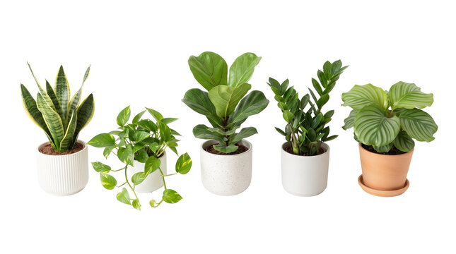 Collection of 5 indoor houseplants in ceramic pots, variety of green potted plants including snake plant and fiddle leaf fig, modern home decor greenery isolated PNG with Transparent Background