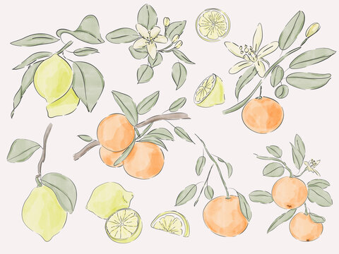 Watercolor Citrus Branches with Lemons, Oranges and Blossoms Collection