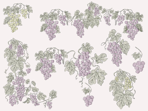 Watercolor Grape Branches Collection with Vineyard Leaves and Bunches