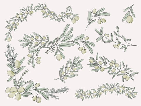 Watercolor Olive Branches Collection with Green Olives