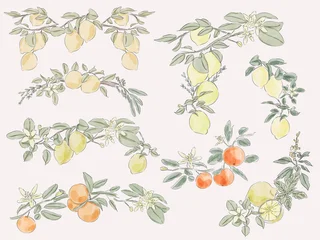 Watercolor Lemon and Citrus Branches Botanical Collection © miobuono