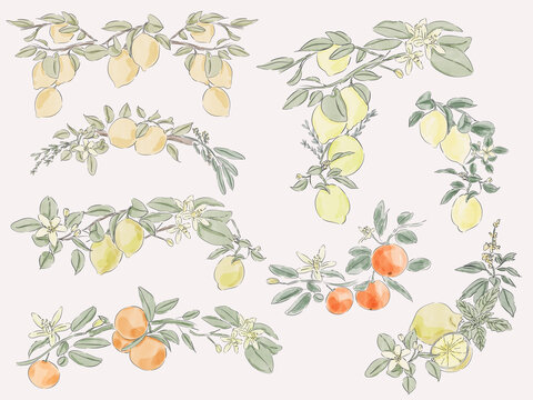 Watercolor Lemon and Citrus Branches Botanical Collection