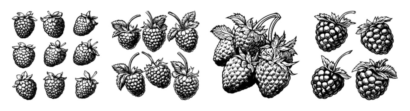 Vintage Ink Sketches of Fresh Raspberries on a White Background